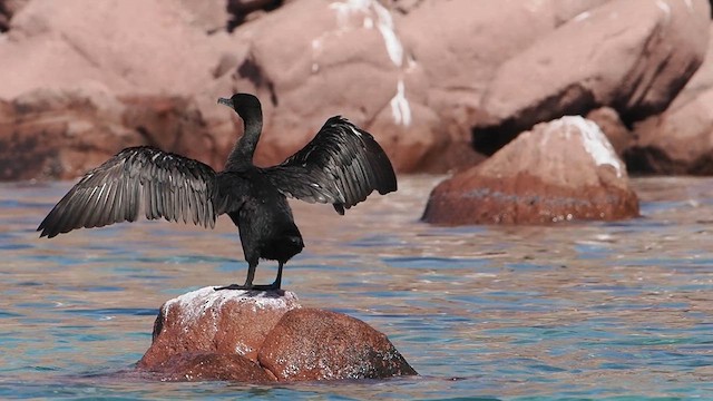 Cormorán Orejudo - ML631412182