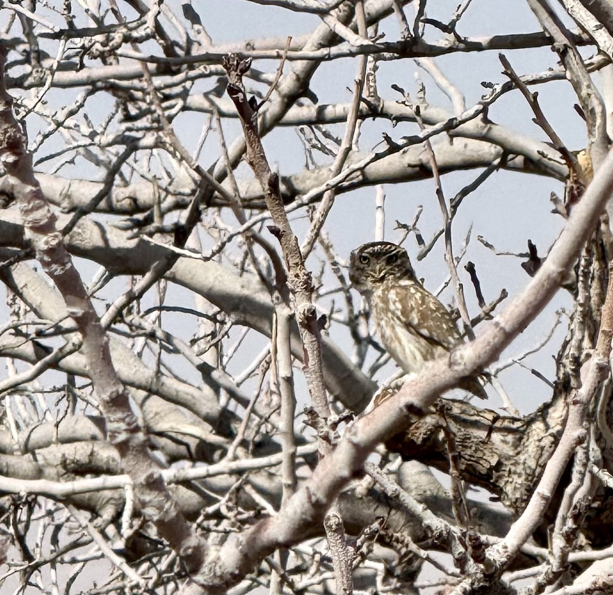 Little Owl - ML631412480