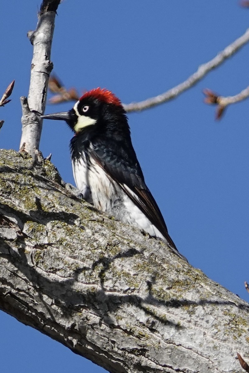 Acorn Woodpecker - ML631412503