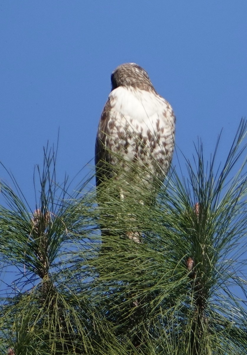 Red-tailed Hawk - ML631412508