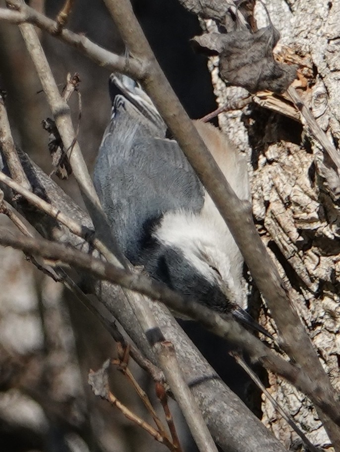 White-breasted Nuthatch - ML631412528