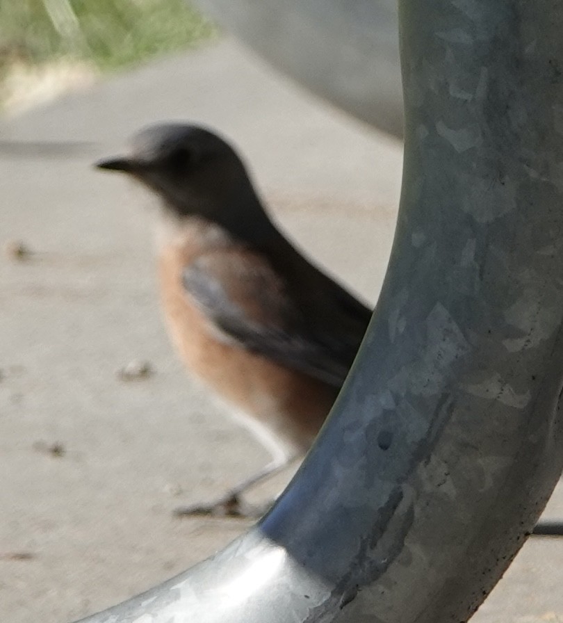 Western Bluebird - ML631412535
