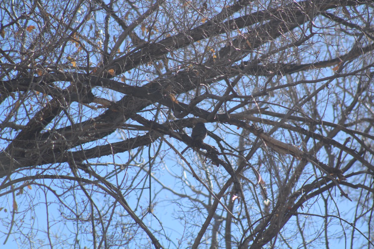 Northern Pygmy-Owl - ML631412541