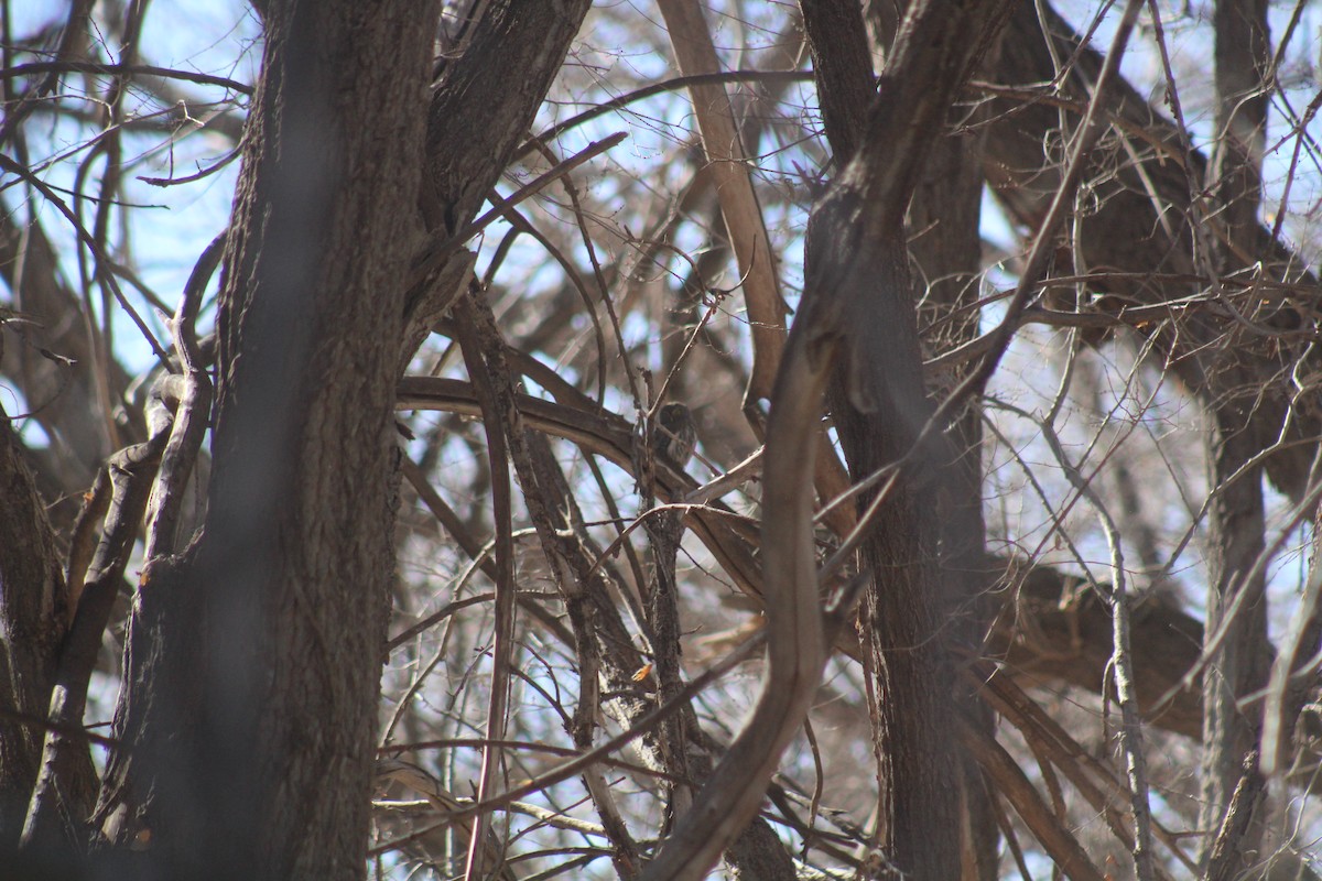 Northern Pygmy-Owl - ML631412548