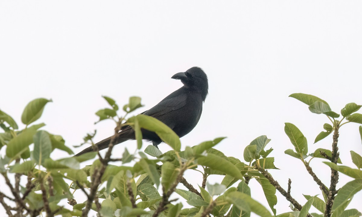 Piapiak Kargası - ML631412596