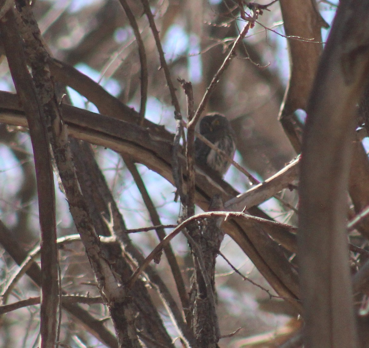 Northern Pygmy-Owl - ML631412646