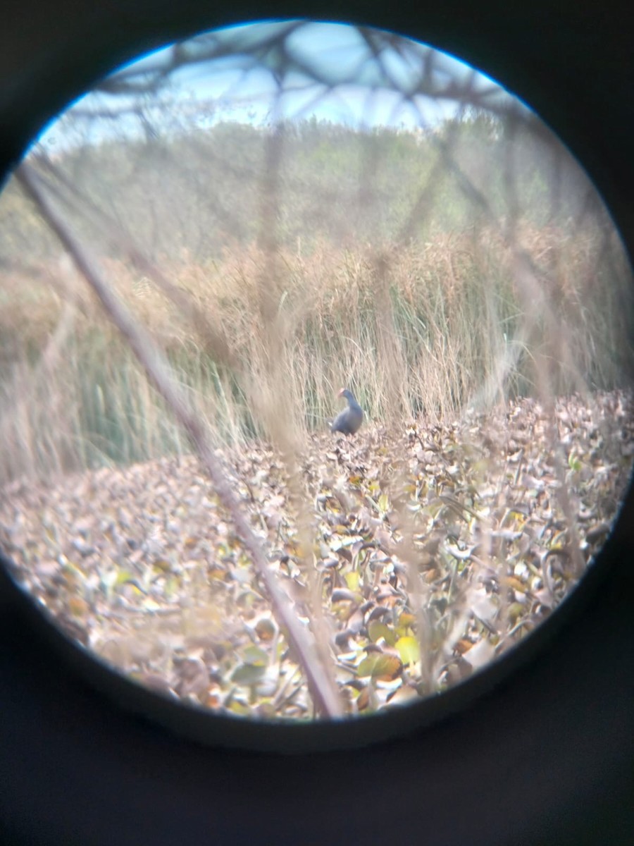 Western Swamphen - ML631412665