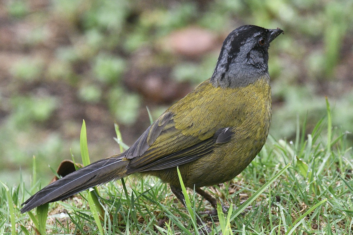 Large-footed Finch - ML631412736