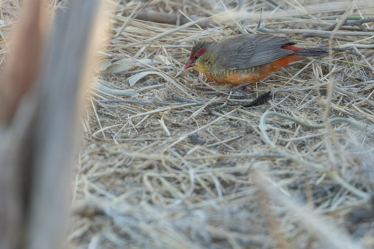 Zebra Waxbill - ML631412765