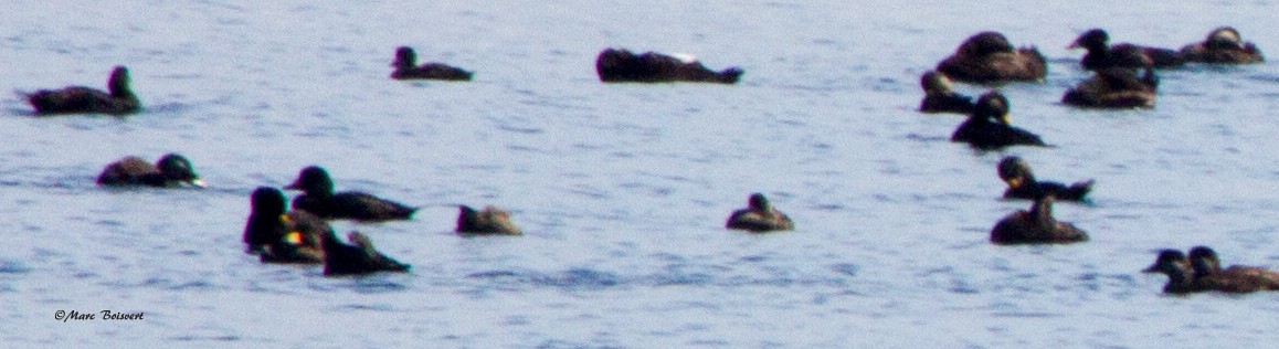 White-winged Scoter - ML63141291