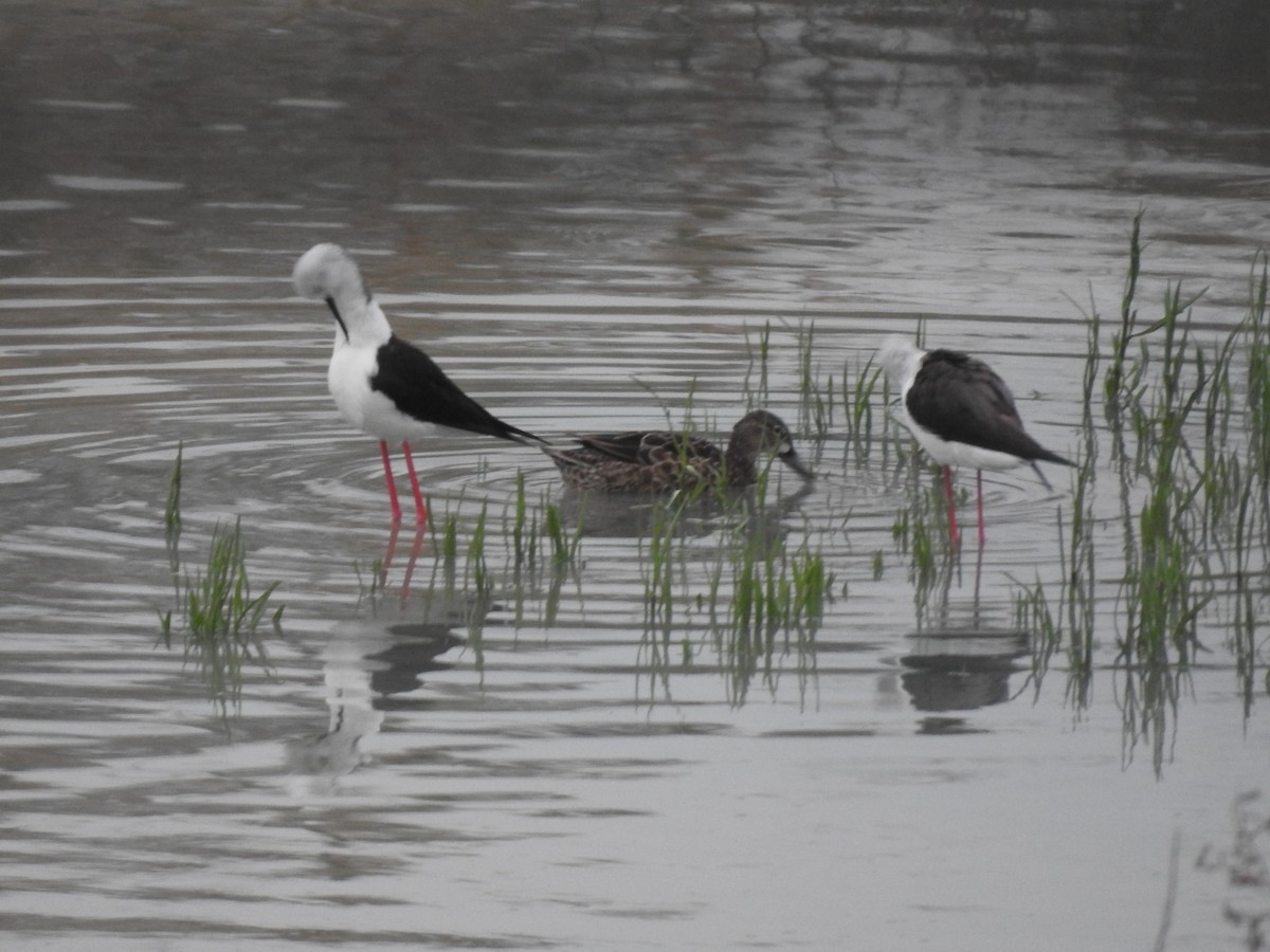 Blue-winged Teal - ML631412943