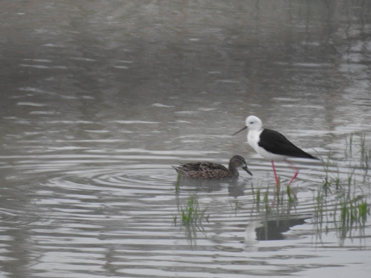 Blue-winged Teal - ML631412944