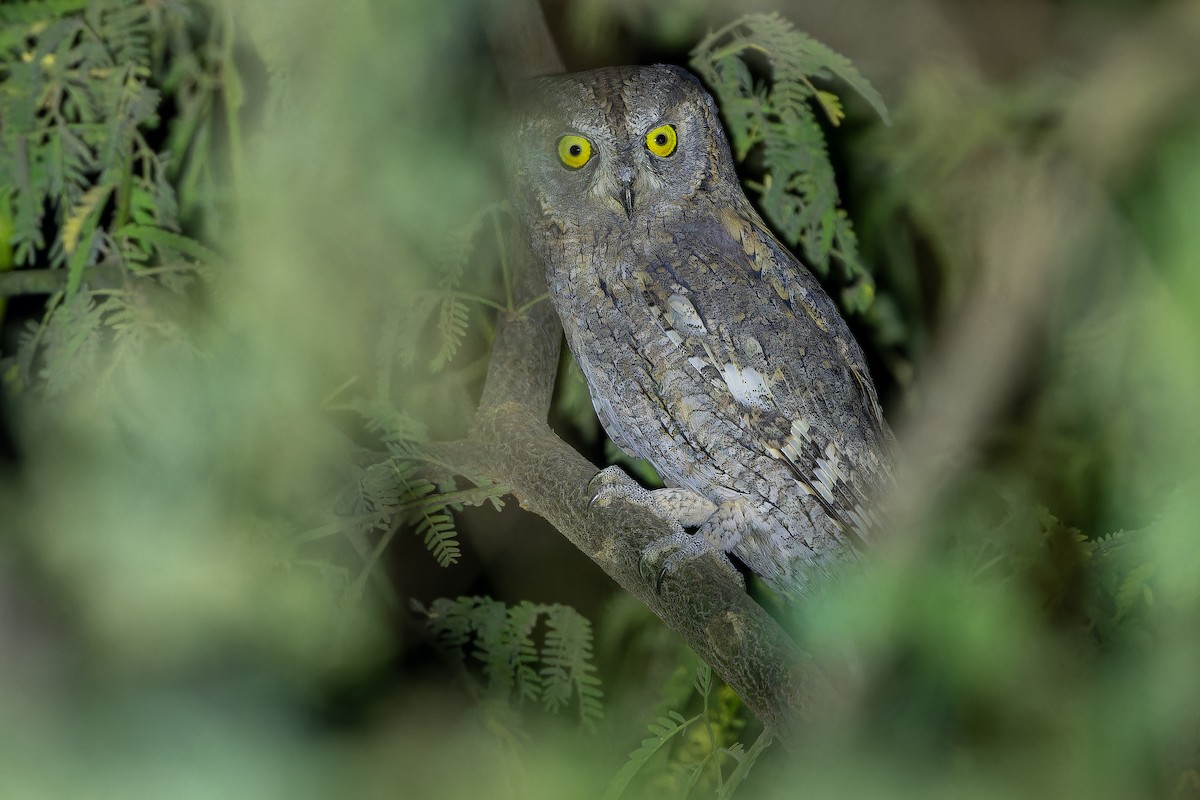 Eurasian Scops-Owl - ML631412977