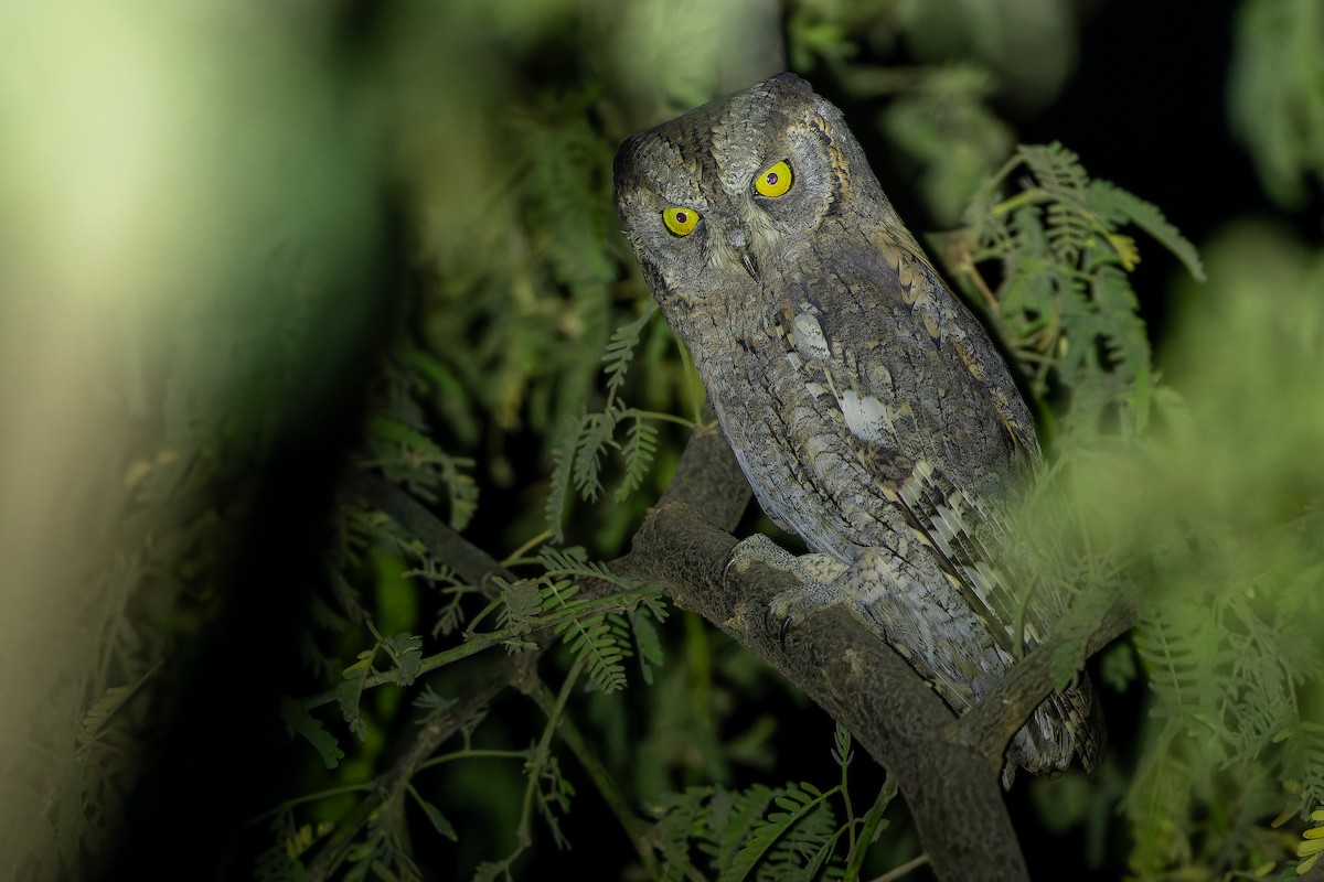Eurasian Scops-Owl - ML631412979