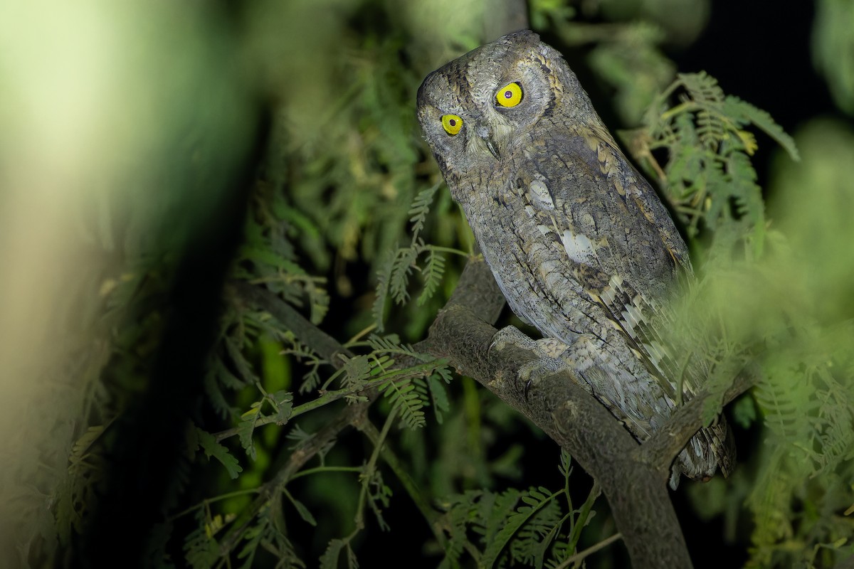 Eurasian Scops-Owl - ML631412980