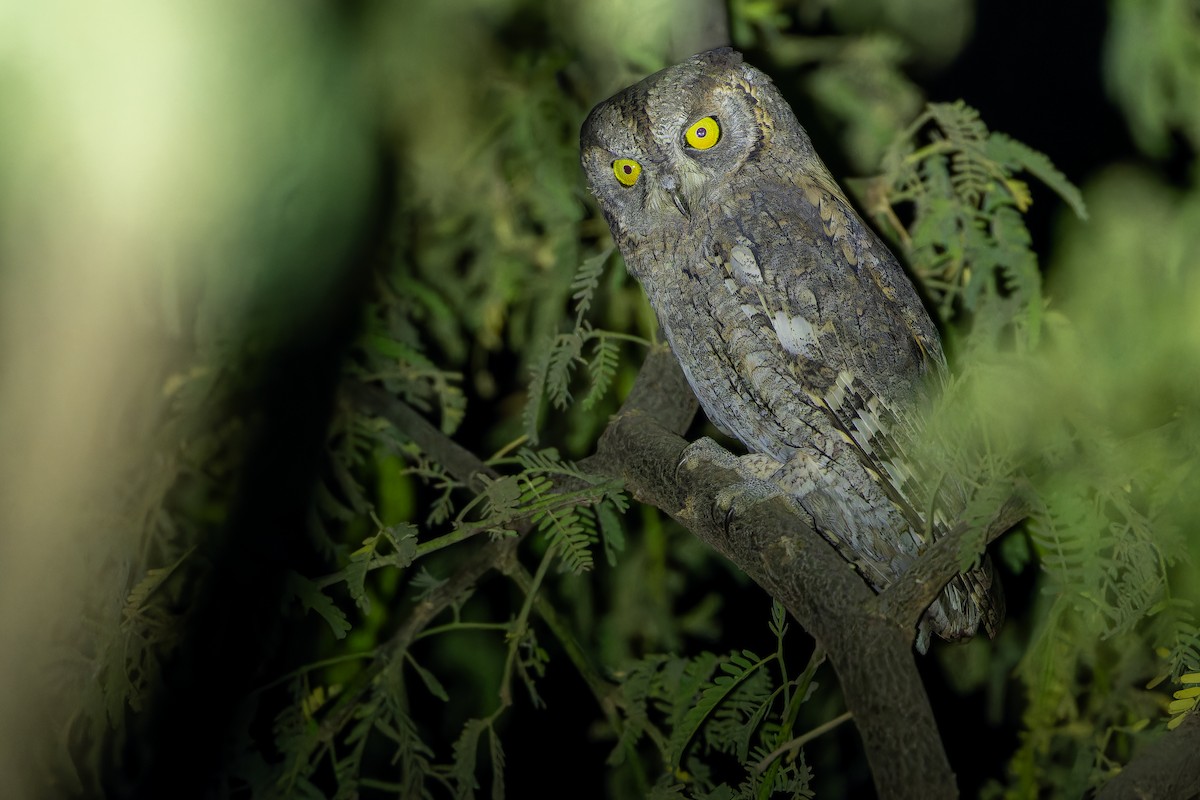 Eurasian Scops-Owl - ML631412983