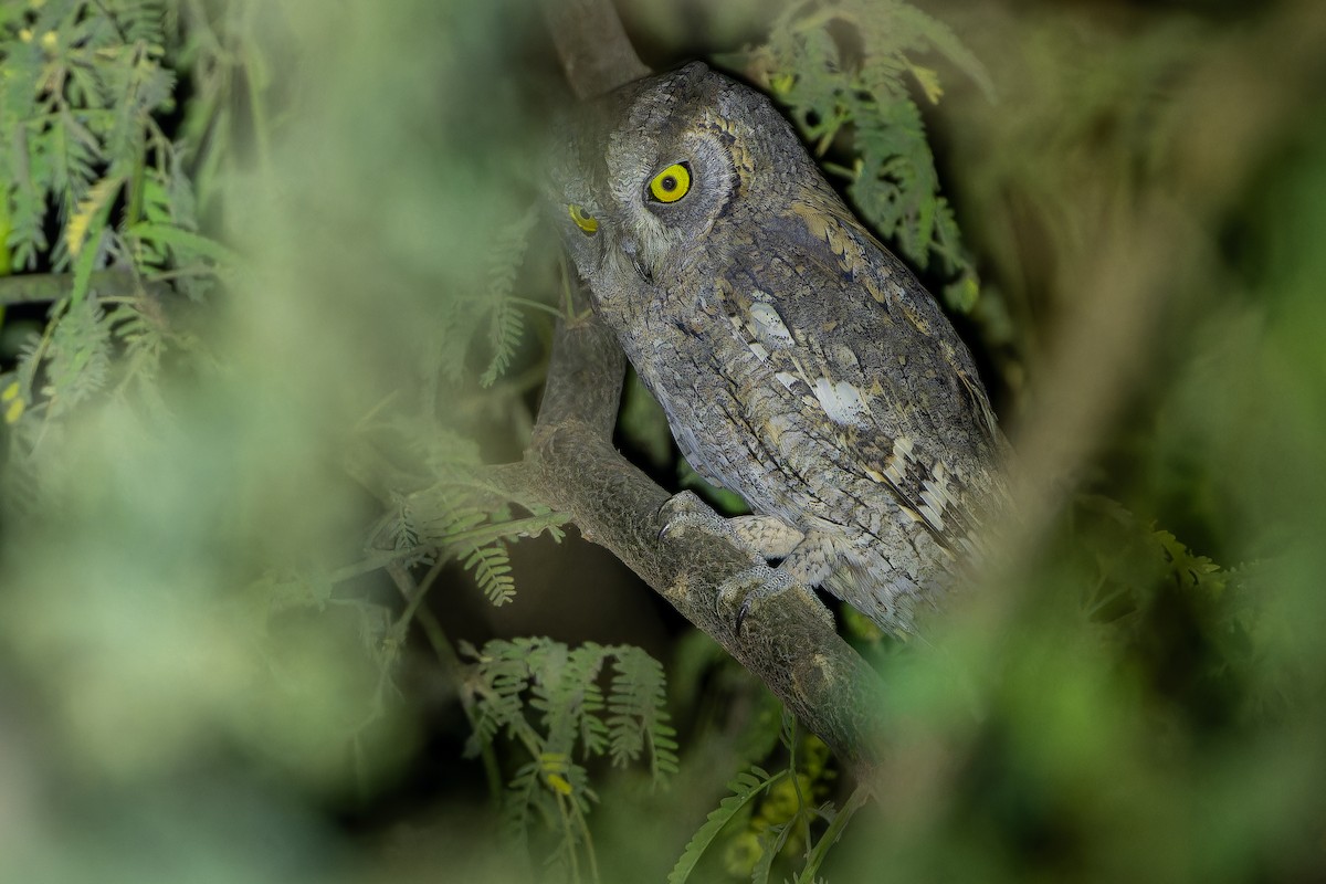 Eurasian Scops-Owl - ML631412986