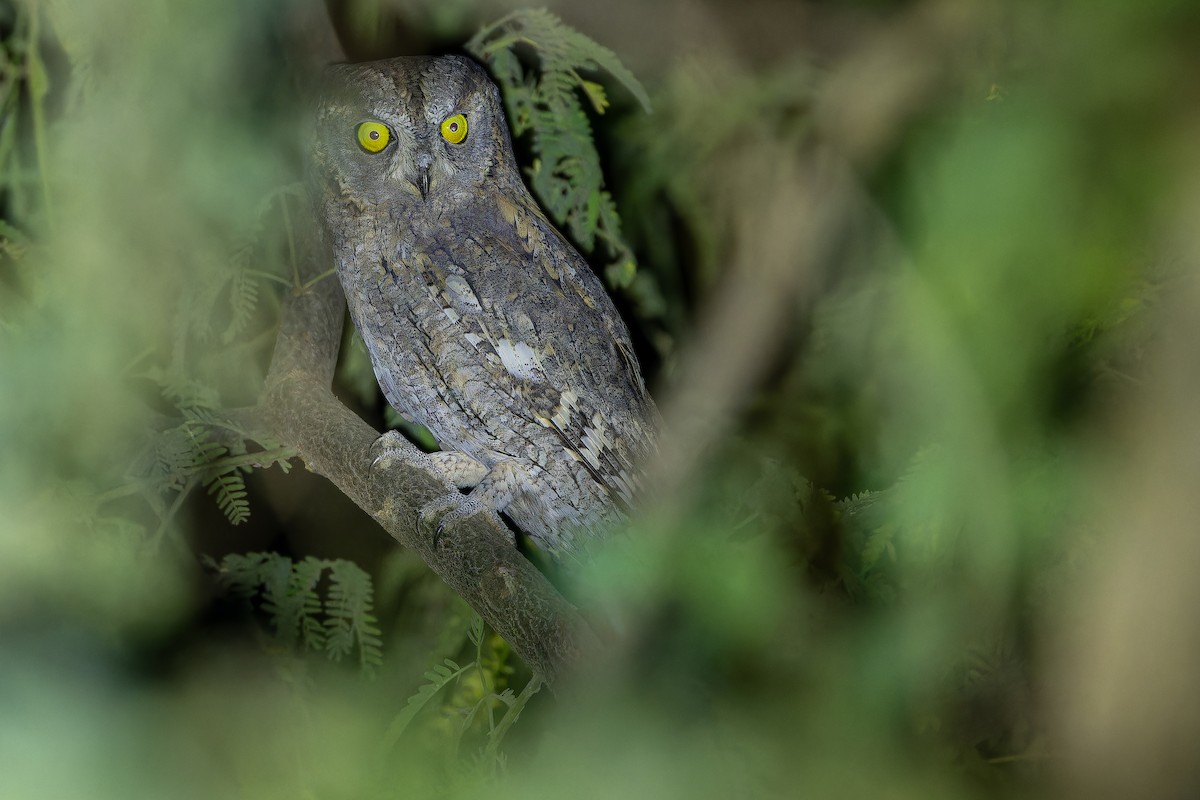 Eurasian Scops-Owl - ML631412987