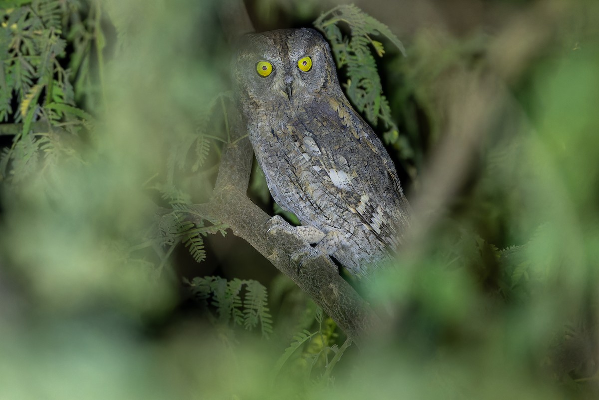 Eurasian Scops-Owl - ML631412991