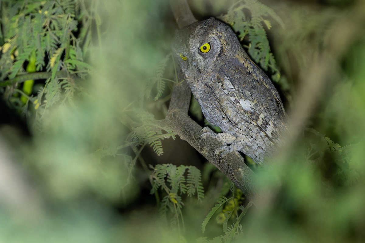 Eurasian Scops-Owl - ML631412992