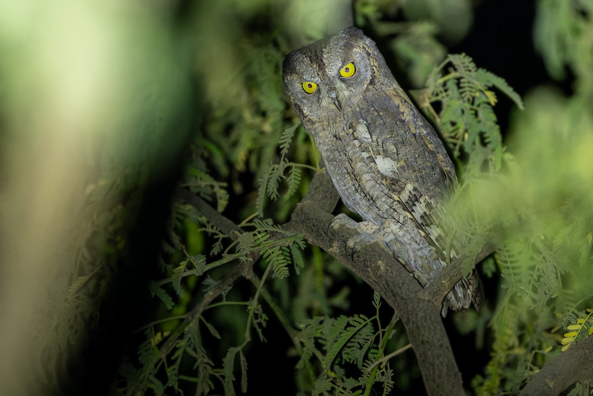 Eurasian Scops-Owl - ML631412993