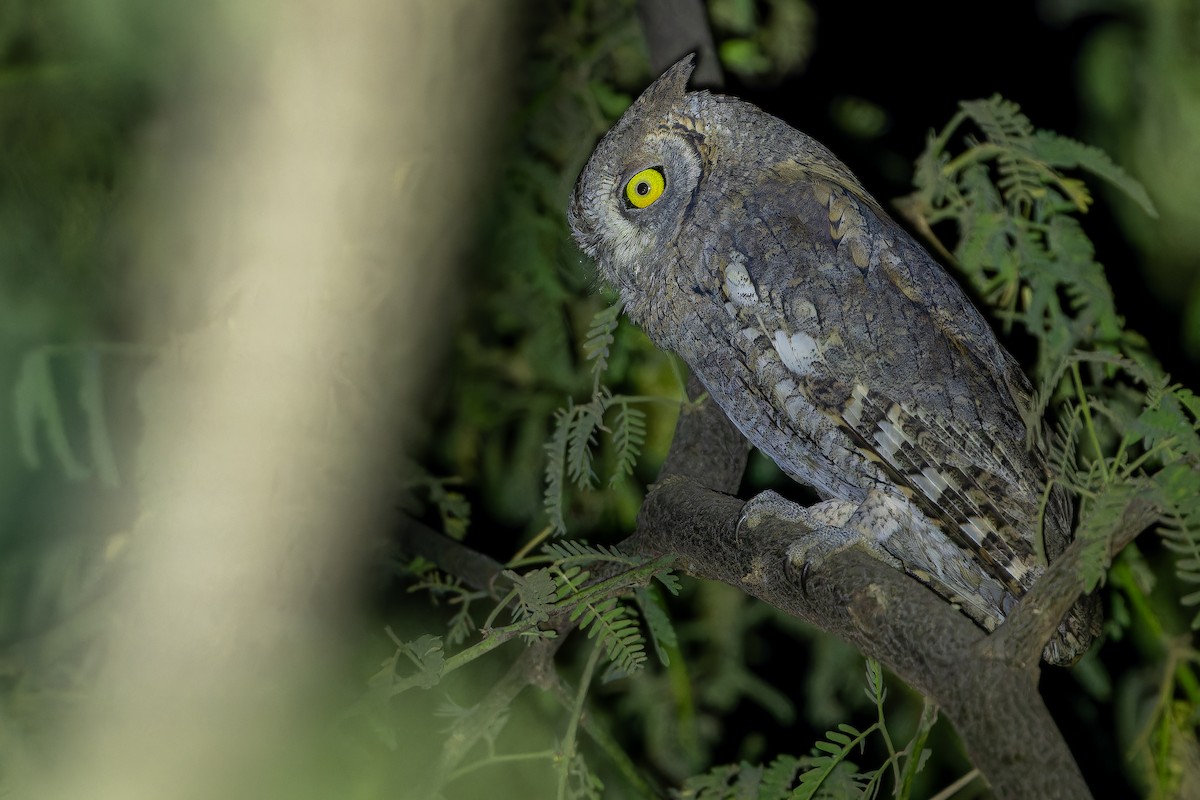 Eurasian Scops-Owl - ML631412994