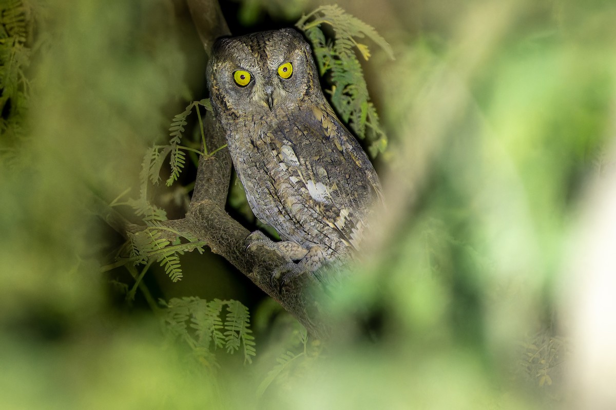 Eurasian Scops-Owl - ML631412995
