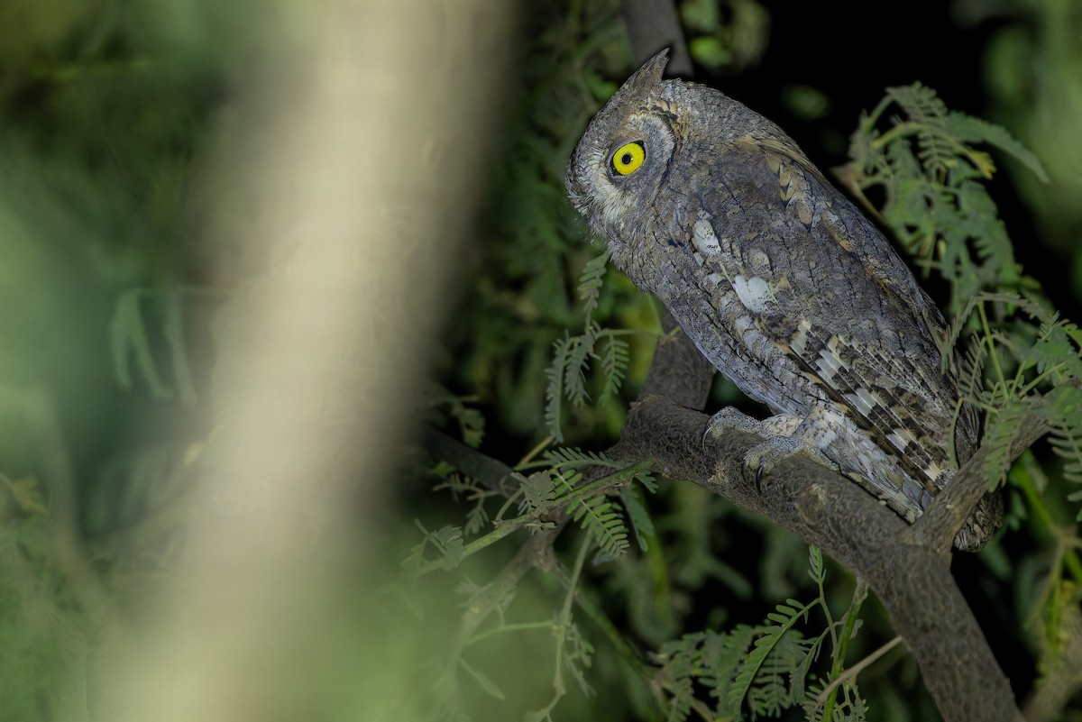 Eurasian Scops-Owl - ML631412996