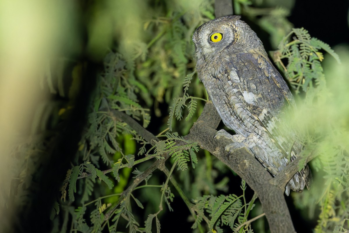 Eurasian Scops-Owl - ML631412997
