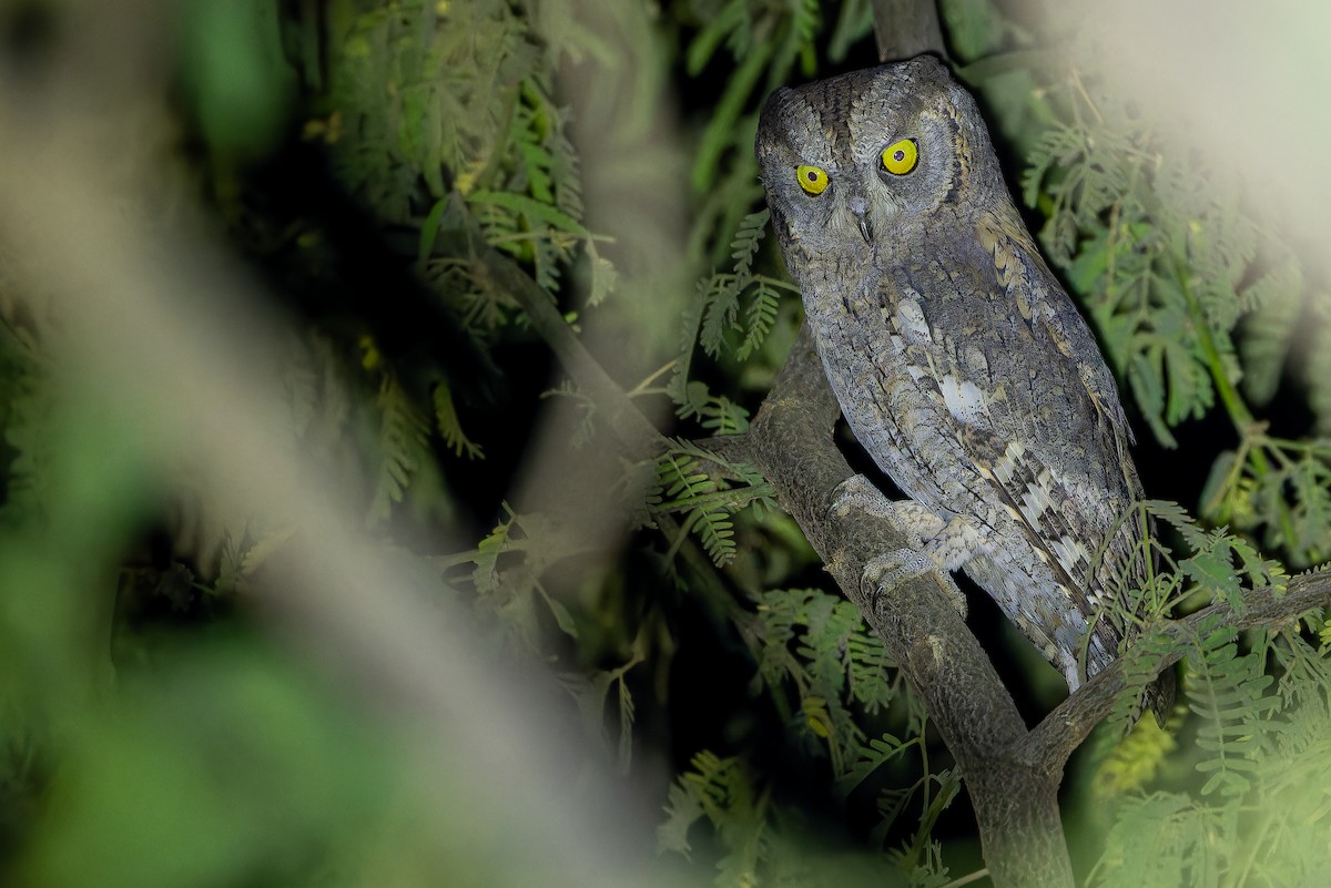 Eurasian Scops-Owl - ML631412998