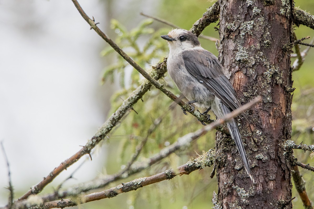 Canada Jay (Boreal) - Sue Barth