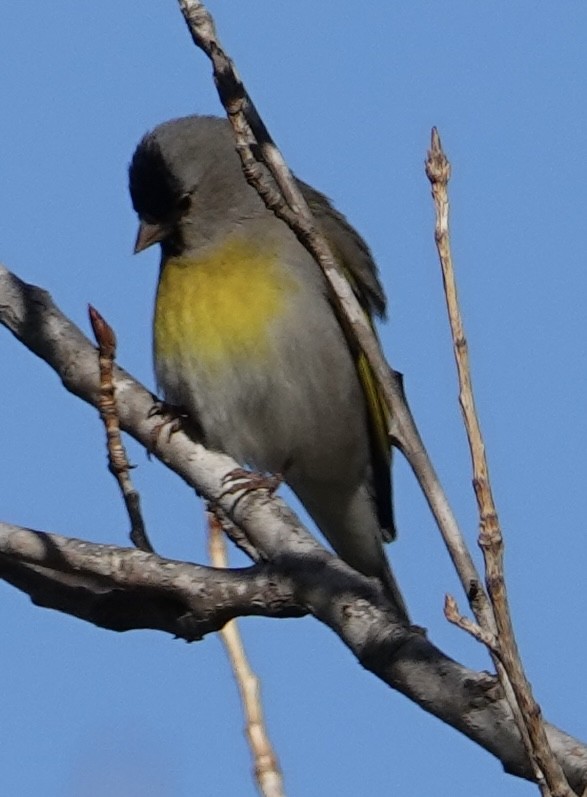 Lawrence's Goldfinch - ML631413405