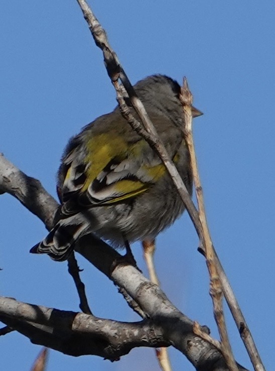 Lawrence's Goldfinch - ML631413406