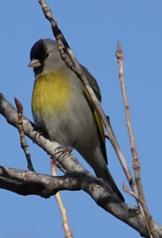 Lawrence's Goldfinch - ML631413407