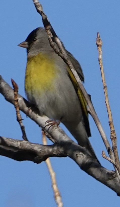 Lawrence's Goldfinch - ML631413408
