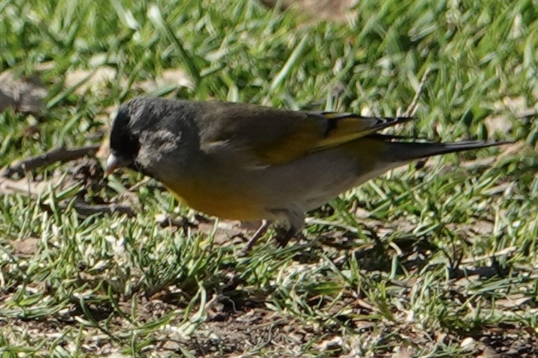 Lawrence's Goldfinch - ML631413410
