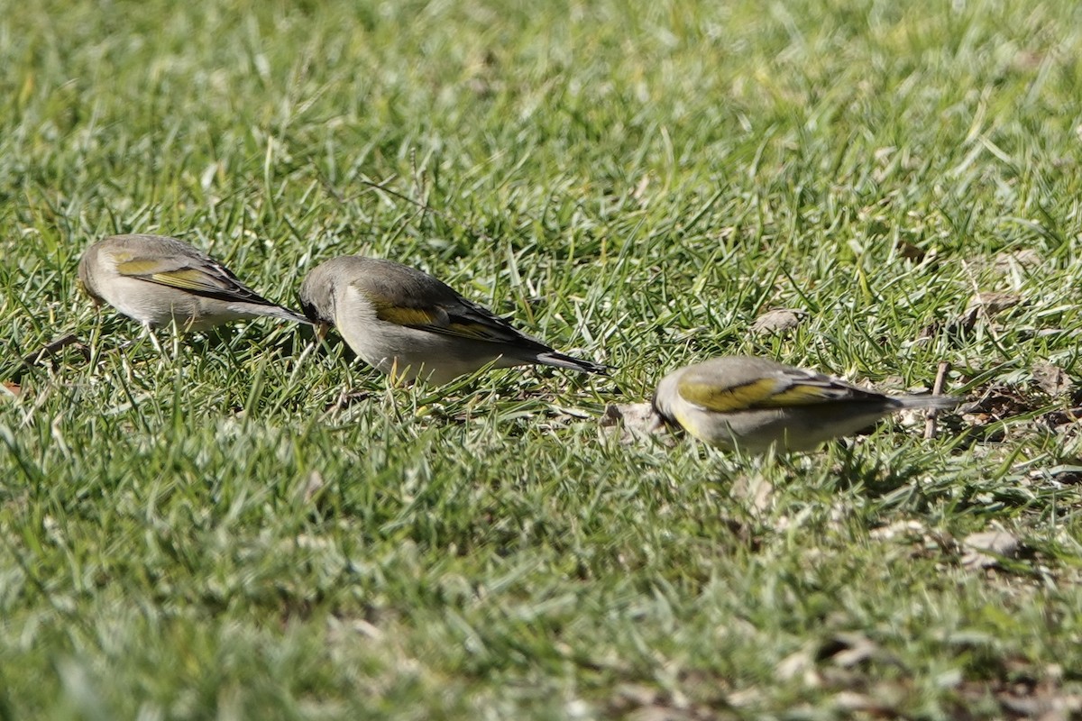 Lawrence's Goldfinch - ML631413411