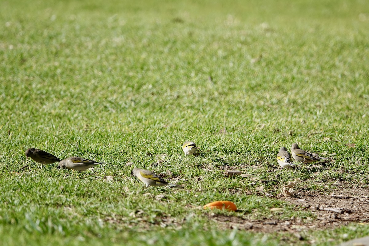 Lawrence's Goldfinch - ML631413413