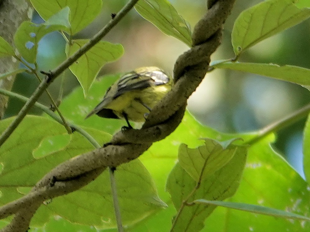 Ashy-headed Tyrannulet - ML631413547