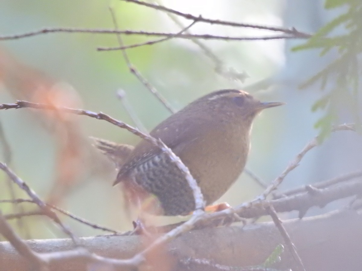 Pacific Wren - ML631413786