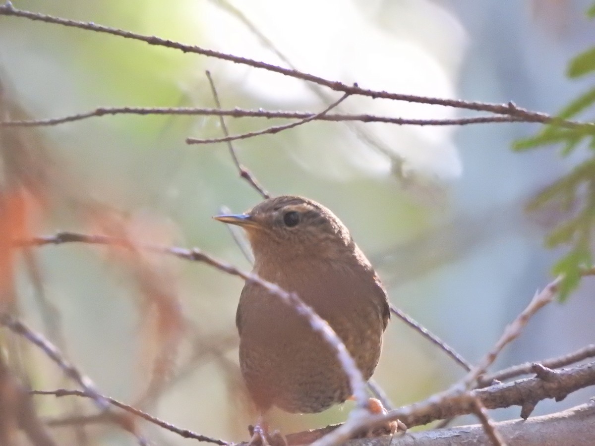 Pacific Wren - ML631413787