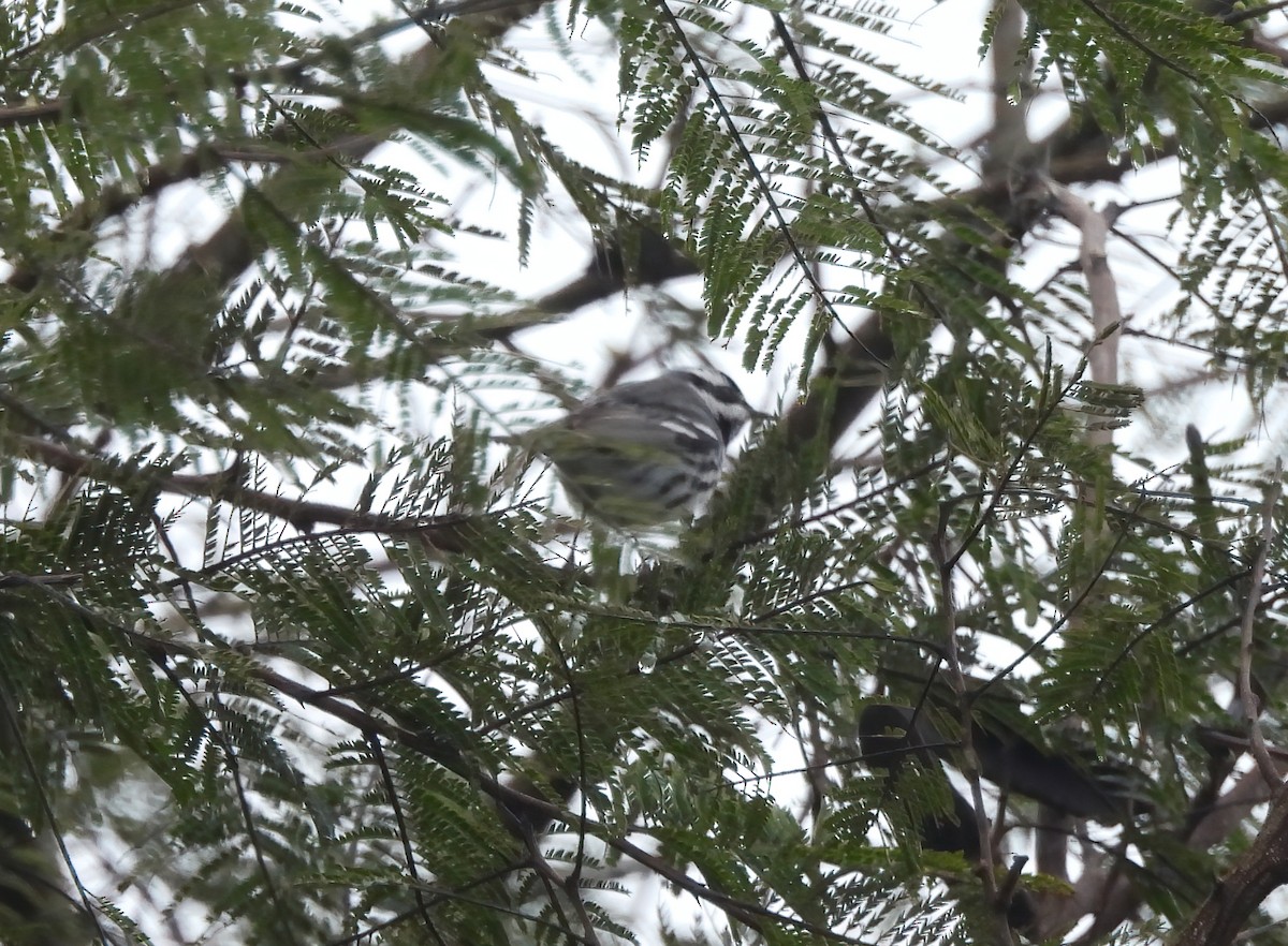 Black-throated Gray Warbler - ML631414119