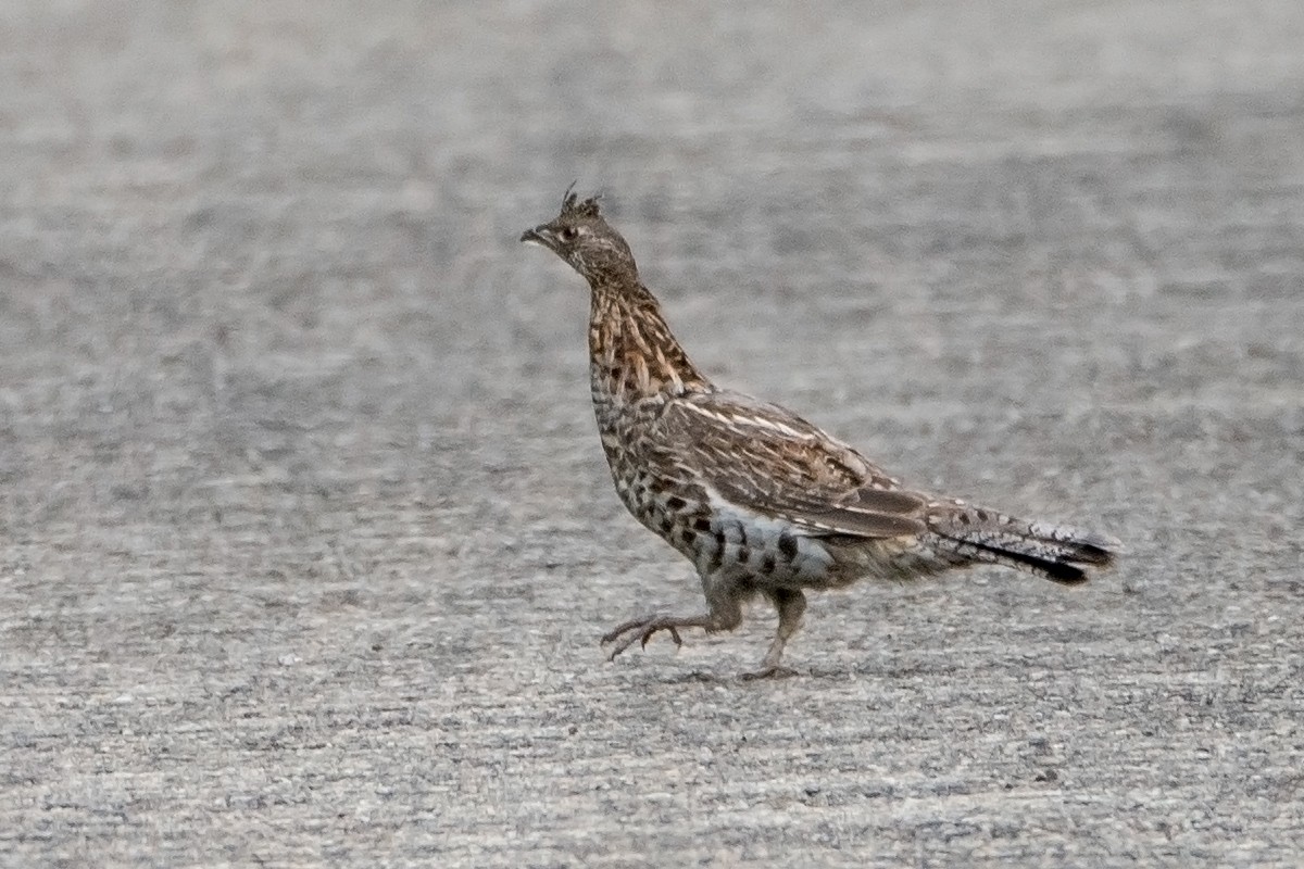 Ruffed Grouse - ML63141421