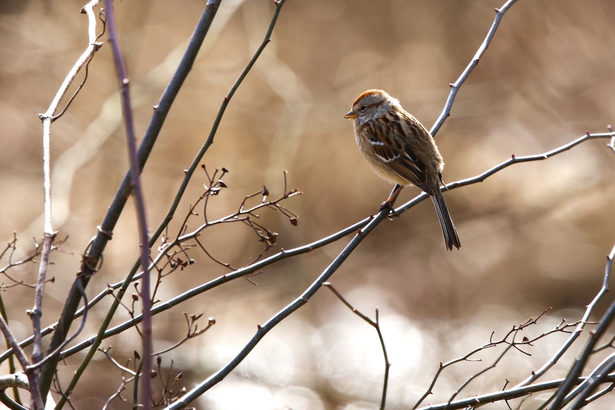 American Tree Sparrow - ML631414446