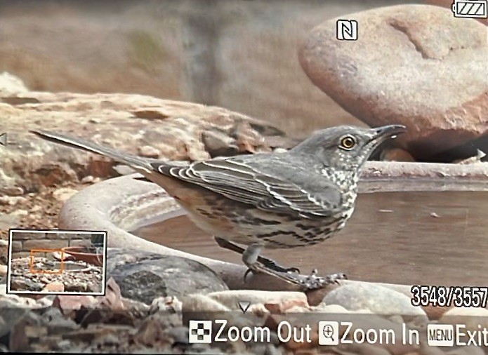 Sage Thrasher - ML631414684