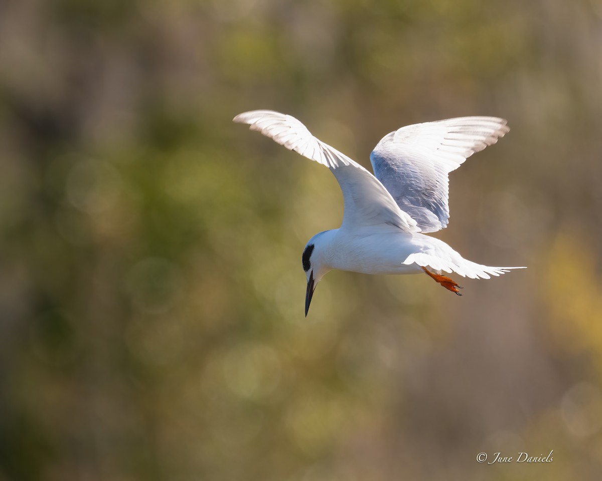 Forster's Tern - ML631414732