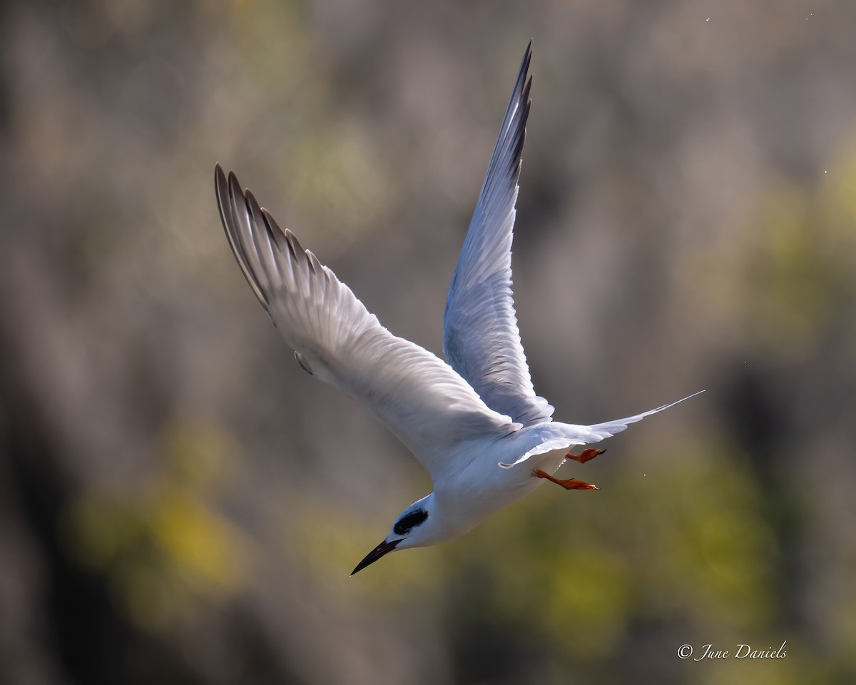 Forster's Tern - ML631414733