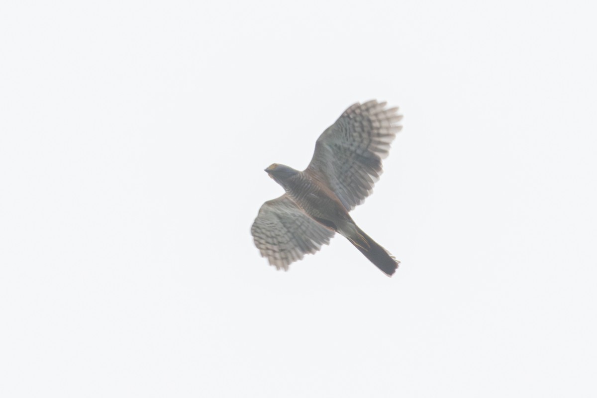 African Goshawk - ML631414892