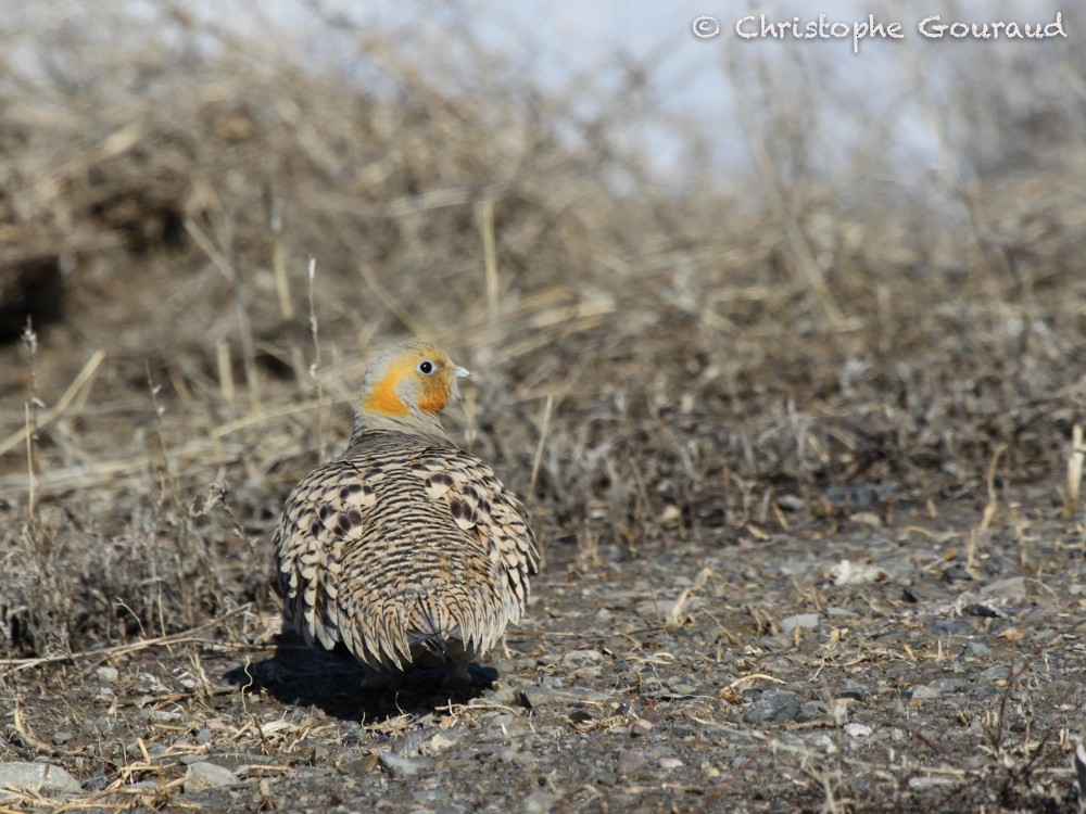 Pallas's Sandgrouse - Christophe Gouraud