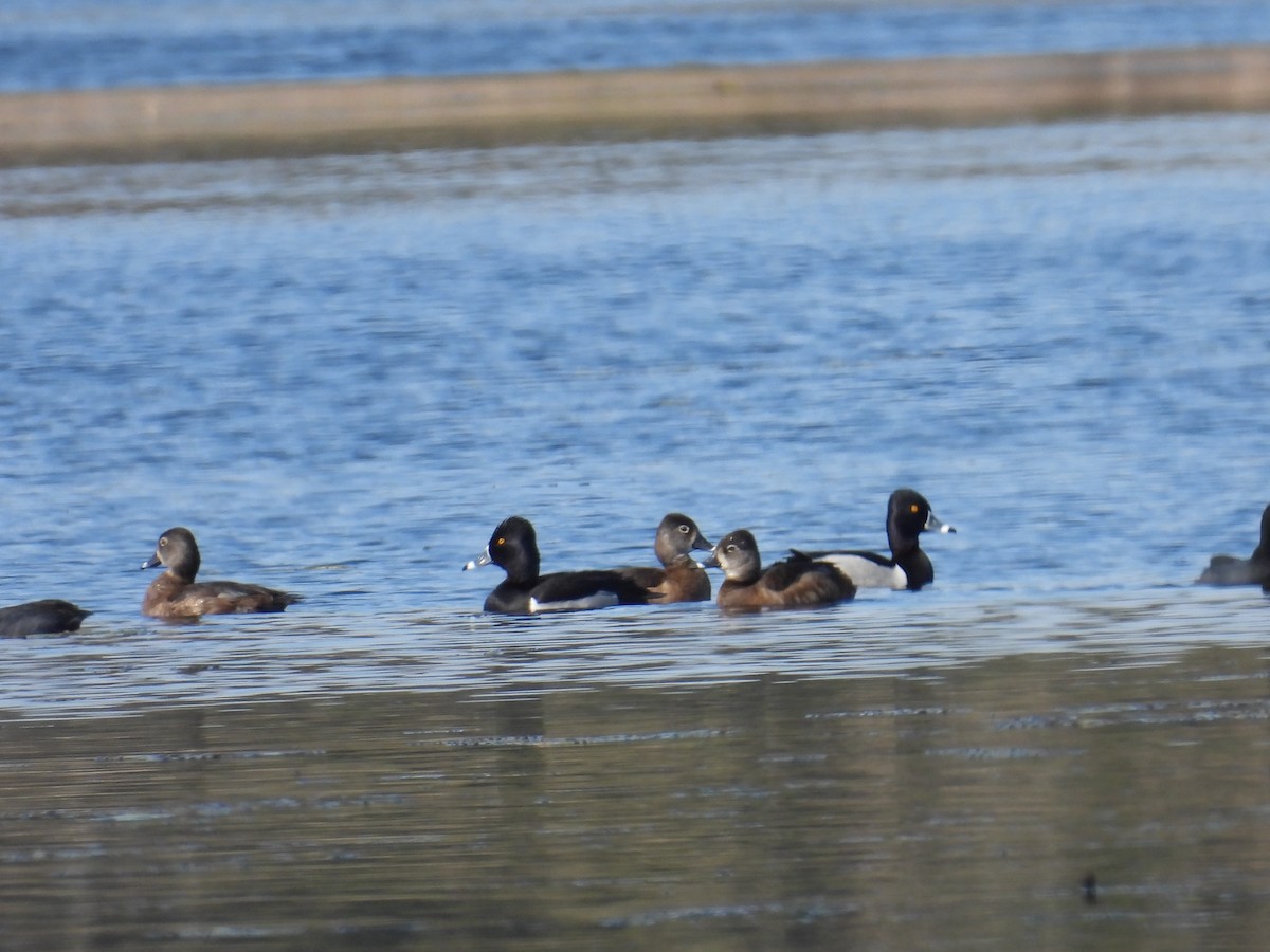 Ring-necked Duck - ML631415040